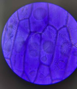 Obraz mikroskopowy w intensywnie niebieskim kolorze.
Widoczne są duże, prostokątne komórki o wyraźnych granicach, ustawione w równoległych rzędach. W niektórych widać jaśniejsze, koliste struktury — prawdopodobnie jądra komórkowe.
Wygląd sugeruje preparat barwiony błękitem metylenowym, np. fragment cebuli.