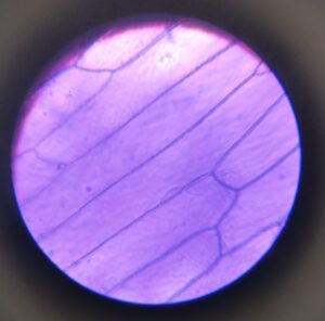 Widok mikroskopowy w odcieniach fioletu. Widać kilka długich, równoległych komórek o cienkich ściankach. Komórki są wydłużone, z delikatnymi przejaśnieniami, prawdopodobnie również przedstawiają skórkę cebuli.