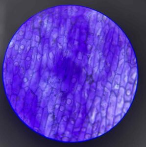 Również niebieski obraz mikroskopowy, lecz widoczny jest większy obszar, obejmujący więcej komórek. Komórki są wąskie i podłużne, ułożone równolegle. Widać wiele drobnych pęcherzykowatych struktur wewnętrznych.
Całość sprawia wrażenie regularnej, lekko pofalowanej siatki.