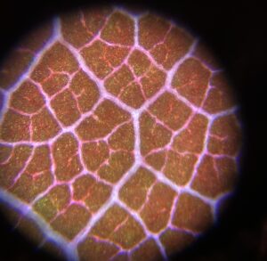 Podobny widok mikroskopowy, lecz kolory są bardziej kontrastowe: sieć wielokątnych komórek z wyraźnymi różowofioletowymi granicami. Wnętrze komórek ma odcienie brązu, pomarańczu i czerwieni.
Układ tworzy nieregularny, sieciowy wzór, przypominający spękaną powierzchnię.