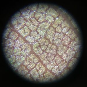 Widok z mikroskopu — obraz w kształcie koła.
Widać powierzchnię przypominającą nieregularną mozaikę złożoną z wielokątnych, błyszczących komórek w odcieniach złota i jasnego brązu. Między komórkami biegną ciemniejsze linie przypominające siatkę.
Prawdopodobnie przedstawia powierzchnię skórki roślinnej, np. cebuli lub liścia.