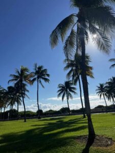 Park z zieloną trawą i wysokimi palmami. Słońce świeci z prawej strony, rzucając długie cienie drzew na trawę. Niebo czyste, błękitne, w tle kilka białych chmur nad linią horyzontu. Atmosfera spokojna i wakacyjna.