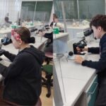 Zdjęcia przedstawiają uczniów podczas zajęć laboratoryjnych z biologii i chemii w szkolnej pracowni. Na pierwszych dwóch fotografiach młodzież pracuje przy mikroskopach, siedząc przy długich stołach oddzielonych przezroczystymi przegrodami. Uczniowie obserwują preparaty, regulują ostrość i oświetlenie, a na blatach znajdują się przewody, pudełka z chusteczkami laboratoryjnymi oraz okulary. W tle widoczna jest zielona tablica i ściany wyłożone białymi kafelkami.