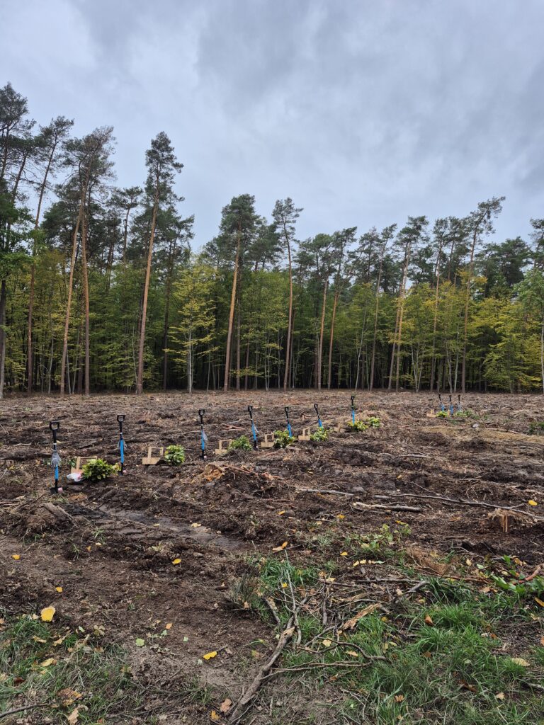 Leśna polana z przekopaną ziemią i rzędem młodych sadzonek. Obok roślin stoją łopaty z niebieskimi trzonkami oraz drewniane nosidła. W tle rozciąga się las sosnowy pod pochmurnym niebem.